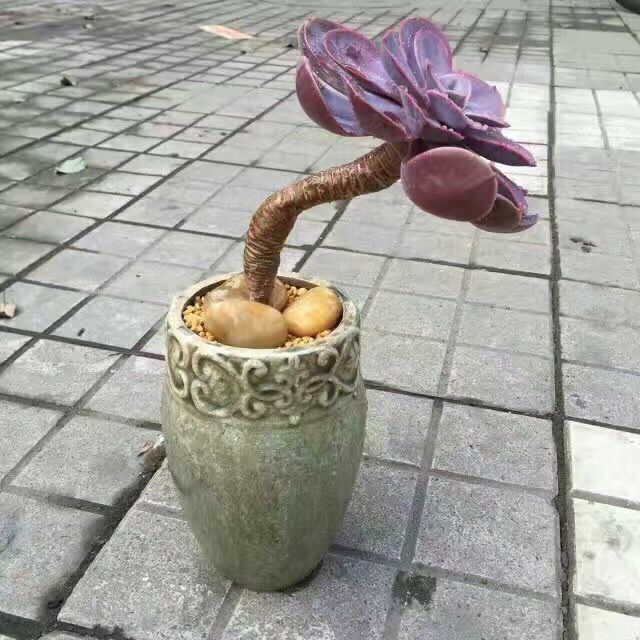 Domestic Flower Vase Kalsten