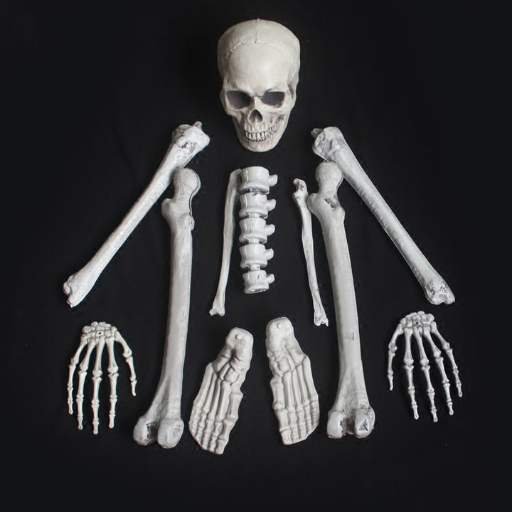 Anatomical Skeleton Model