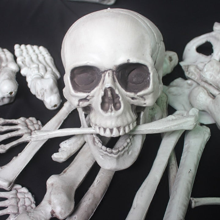 Anatomical Skeleton Model