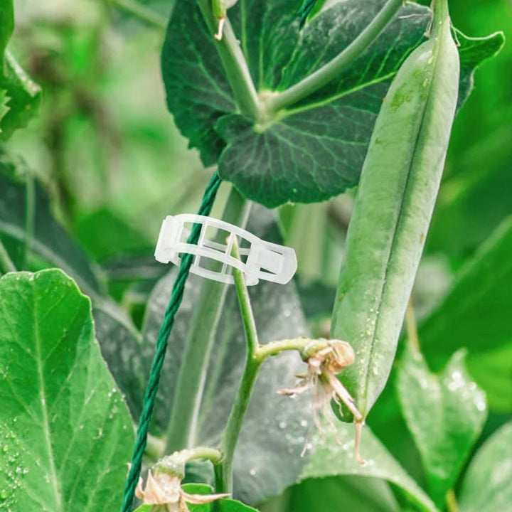 Plant support clips | Kalsten