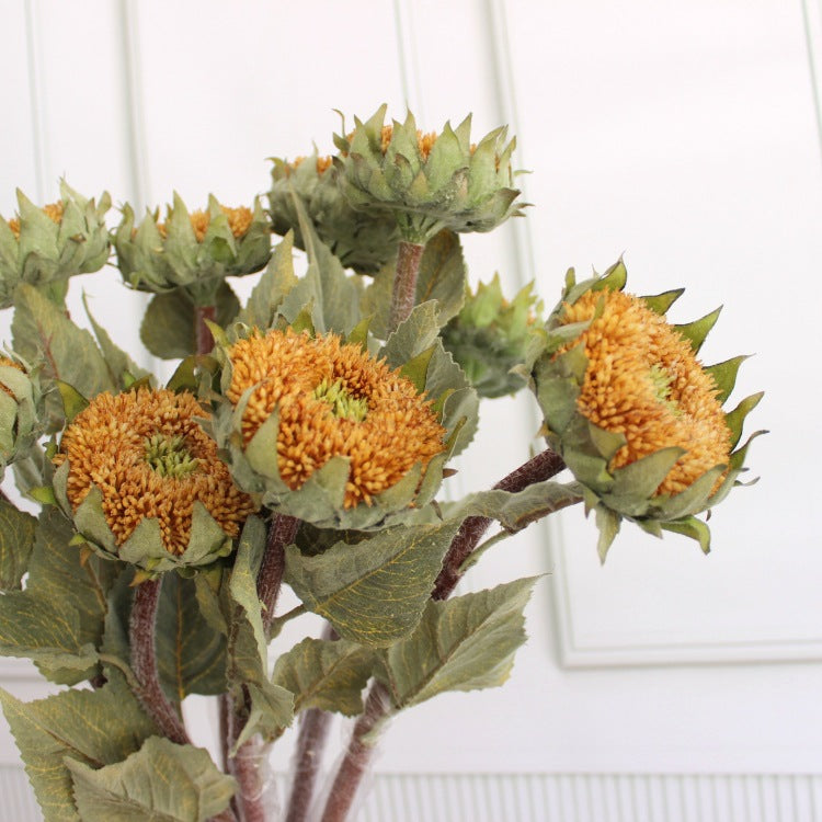 Dried Sunflower Stem