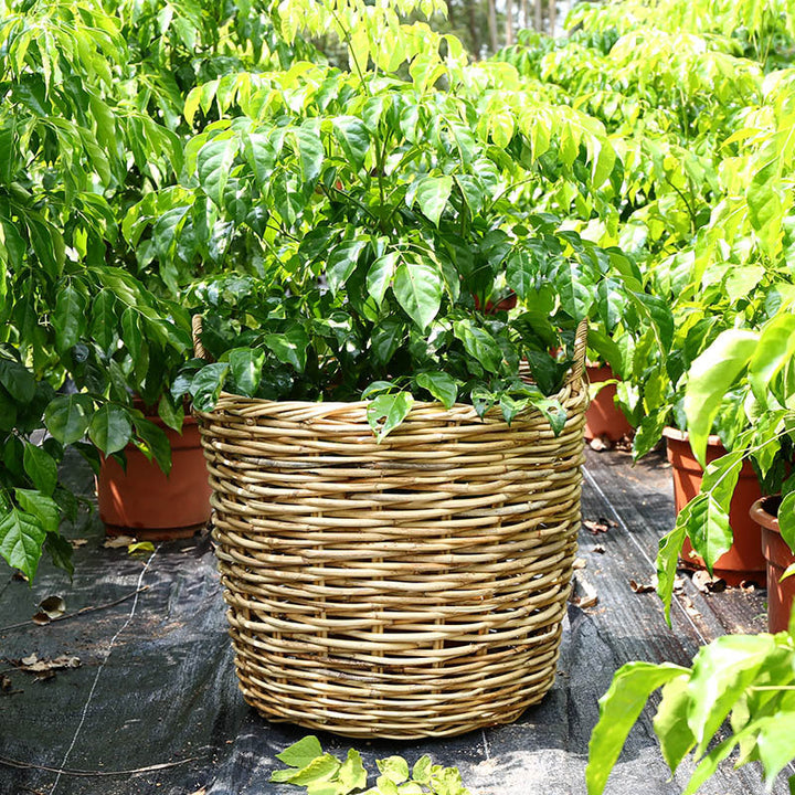 Natural Woven Storage Basket Kalsten