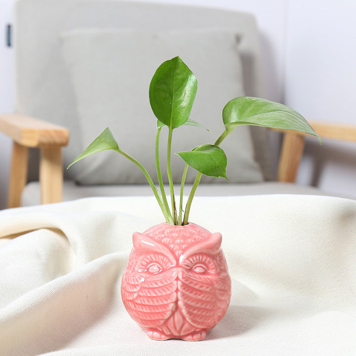 Owl-Shaped Succulent Planter Kalsten
