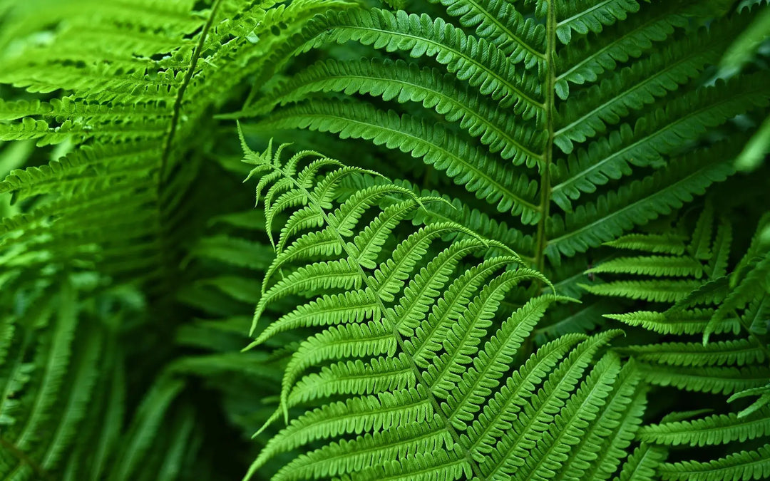Kalsten | UV Resistant Artificial Boston Fern | Lifelike, Waterproof & Maintenance-Free for Outdoor Décor