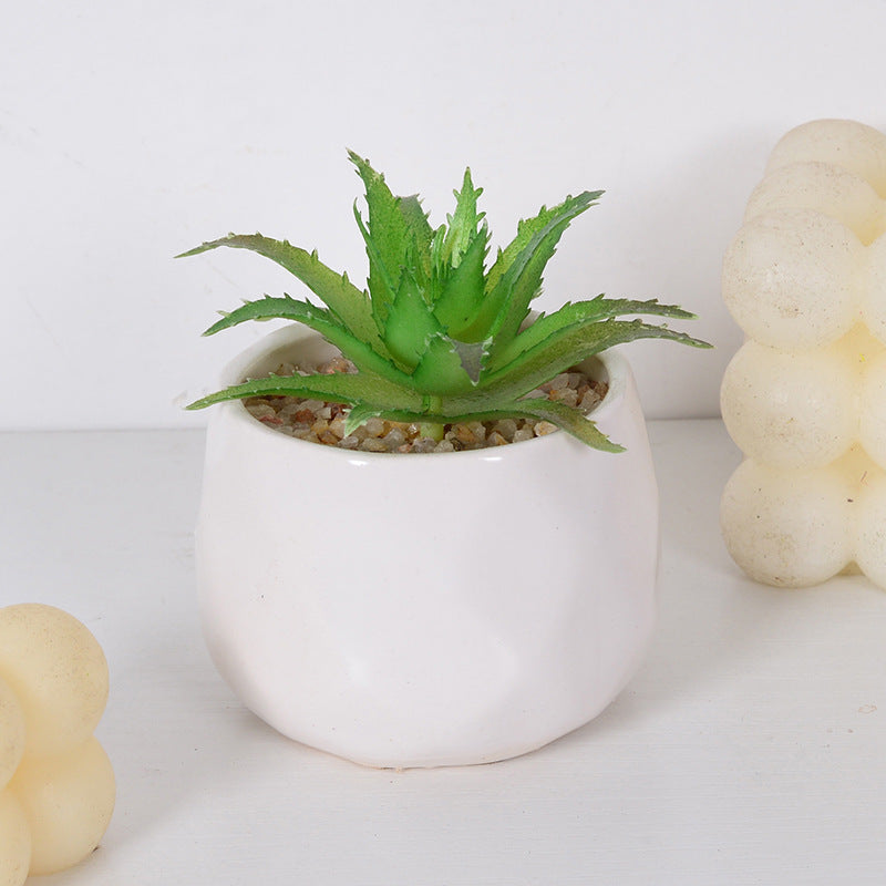 Decorative Succulent Plant Arrangement