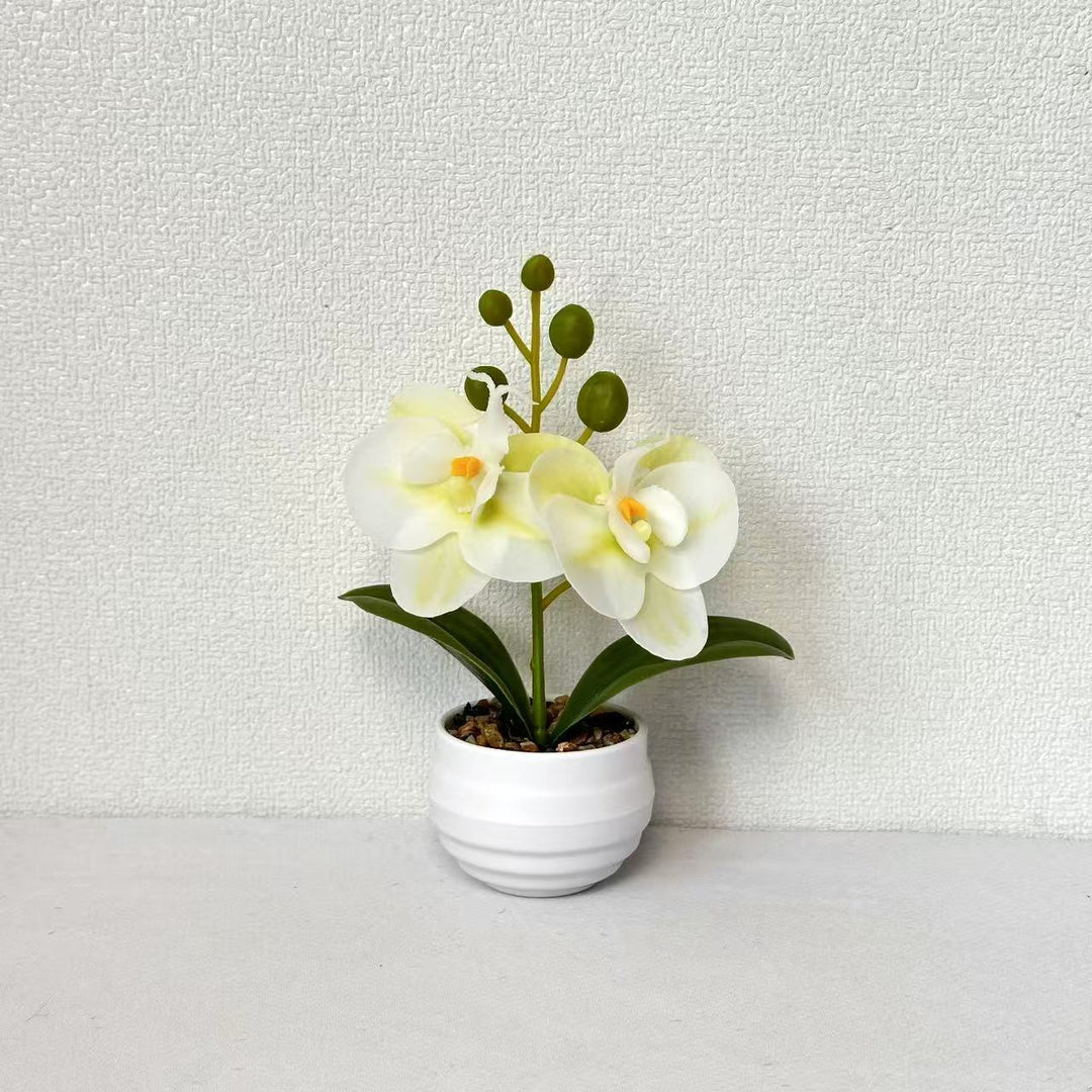 Decorative Orchid Planter