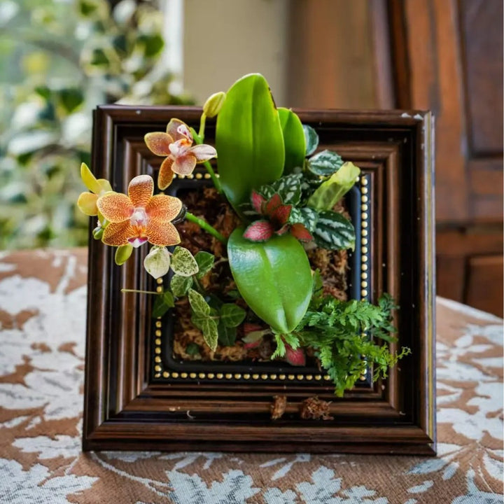 Decorative Plant
