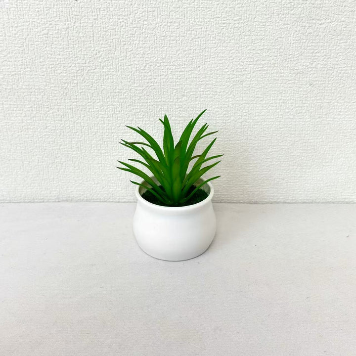 Succulent Plant in Modern Ceramic Pot