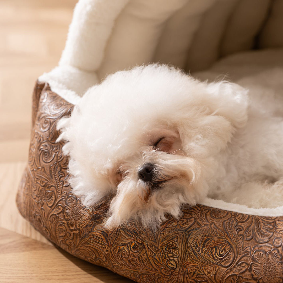 Cozy Enclosed Dog Bed