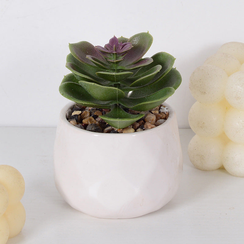 Decorative Succulent Plant Arrangement