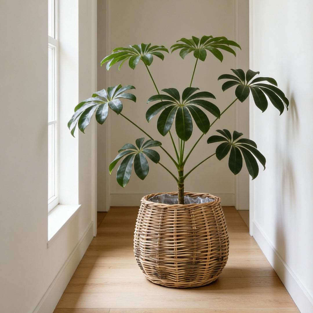 High-quality plant basket made of natural willow Kalsten