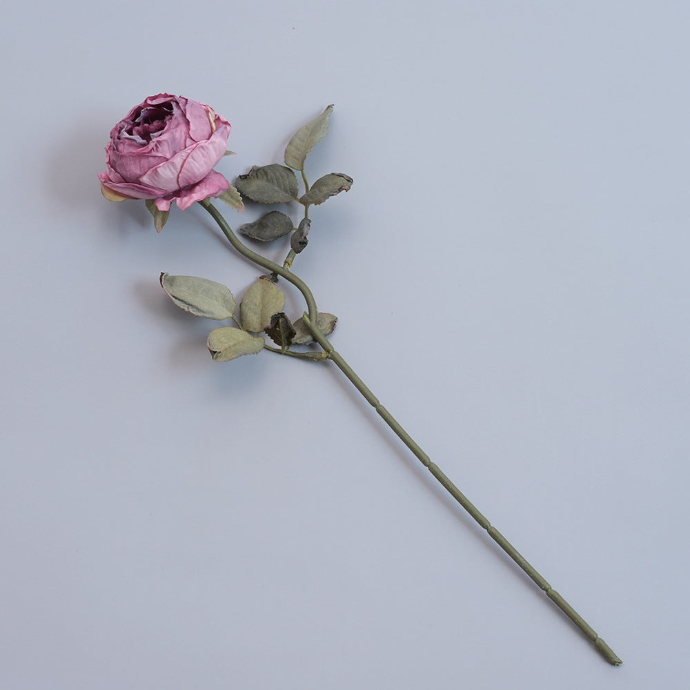 Elegant Dried Botanical Stem