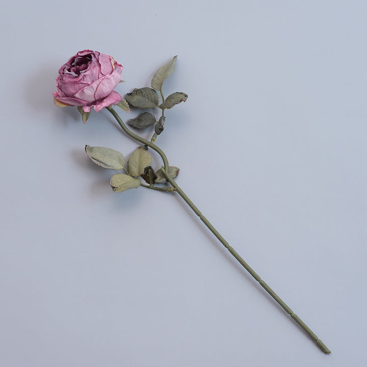 Elegant Dried Botanical Stem