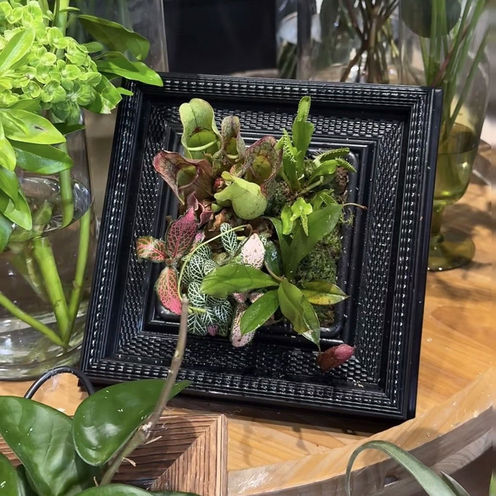 Decorative Plant