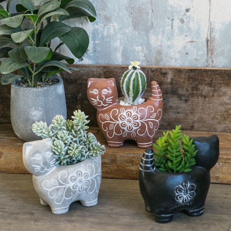 Decorative Plant Kalsten