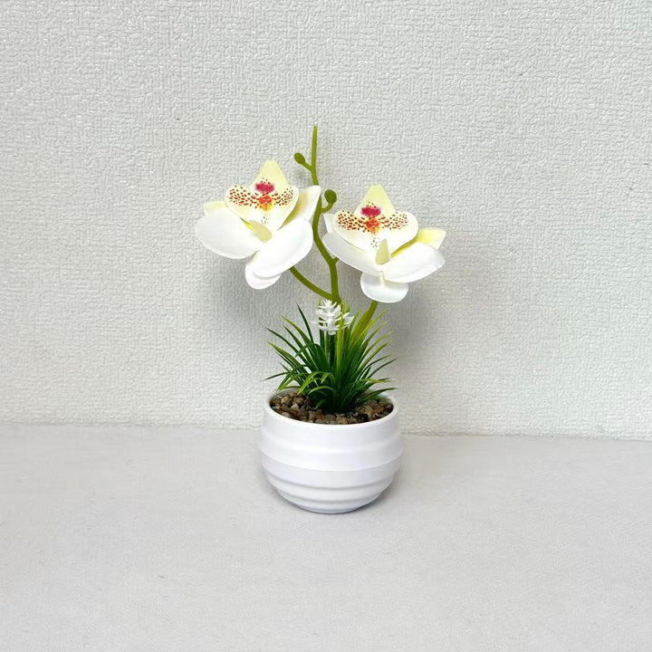 Decorative Miniature Orchid Centerpiece