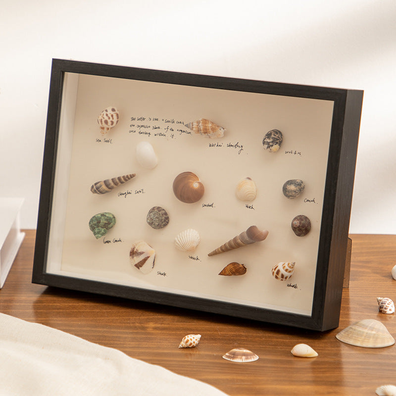 Decorative Shells Display Frame for Home