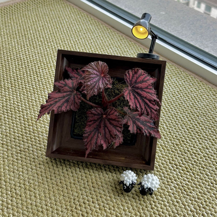 Decorative Plant