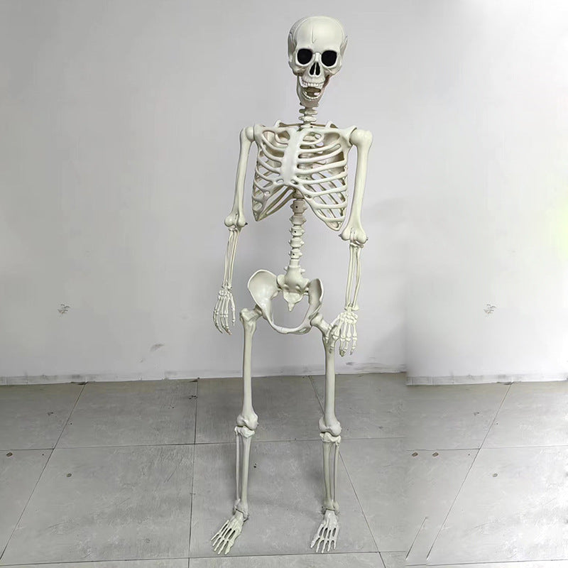 Anatomical teaching skeleton