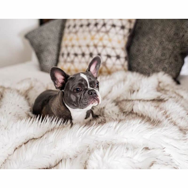 Unisex soft pet blanket with luxurious plush Kalsten