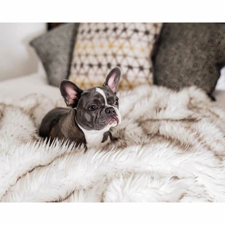 Unisex soft pet blanket with luxurious plush Kalsten
