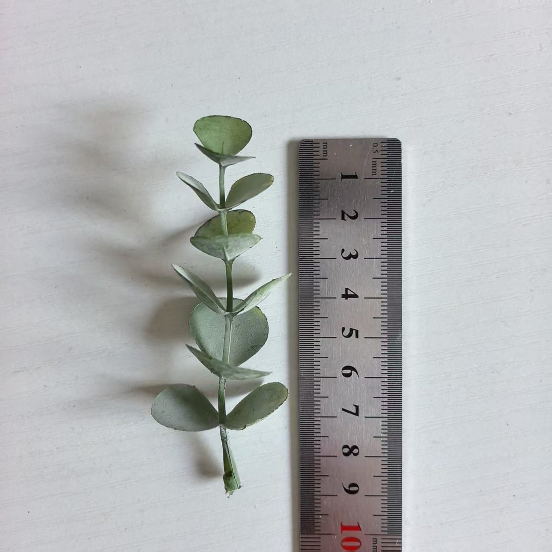 Decorative Eucalyptus
