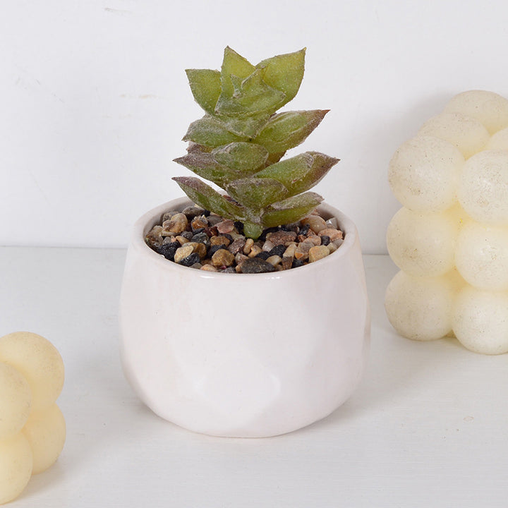 Decorative Succulent Plant Arrangement