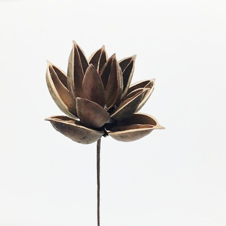 Natural Cotton Flower Stem