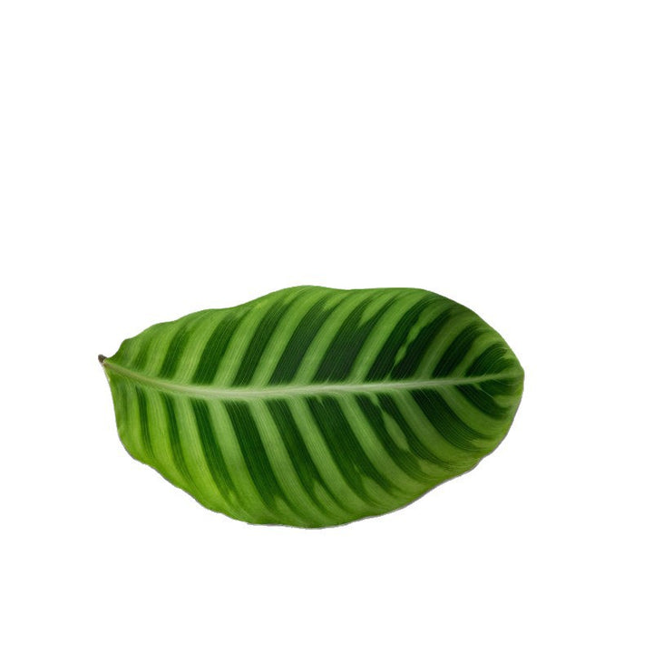 Leaf-Shaped Decorative Bath Mat Kalsten