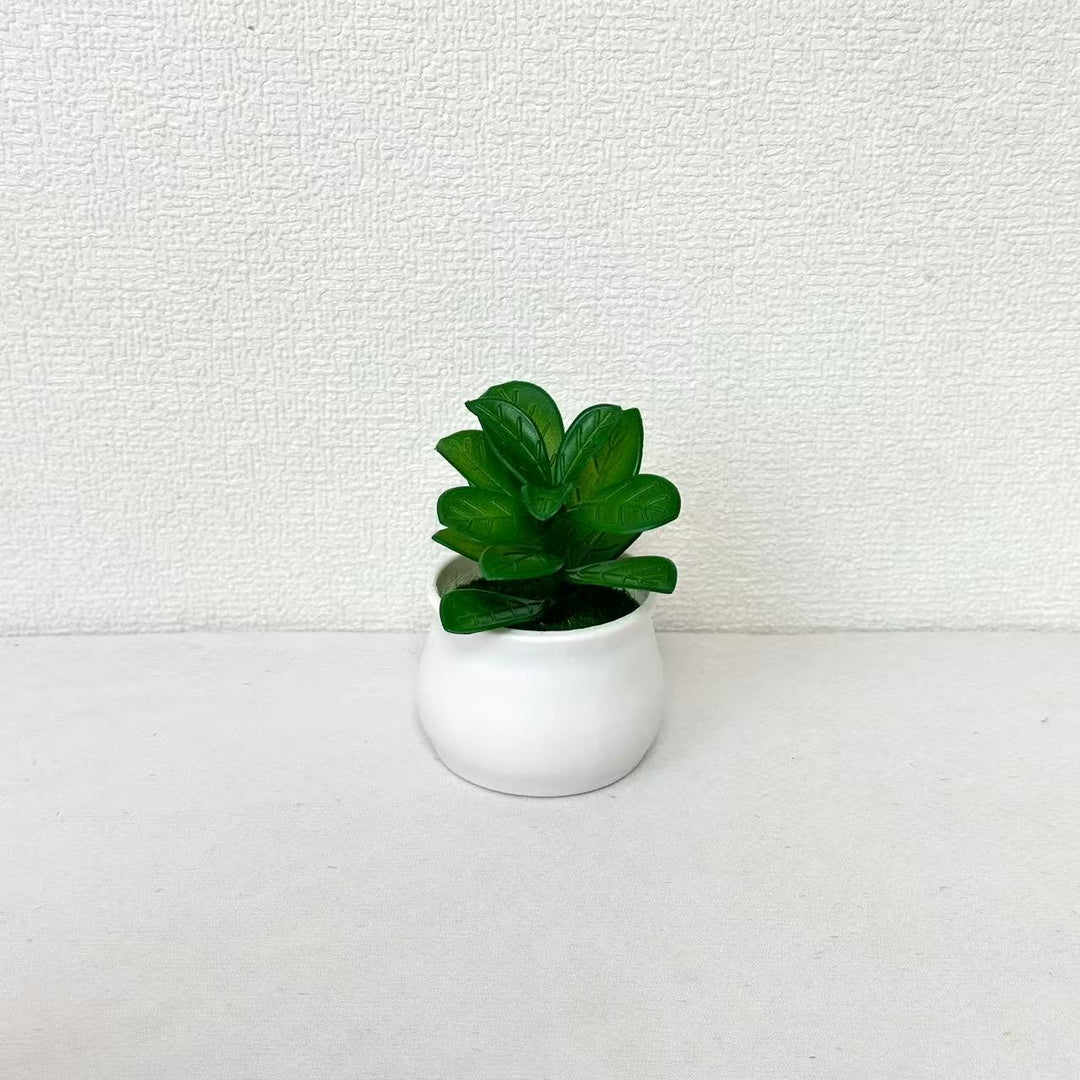 Succulent Plant in Modern Ceramic Pot