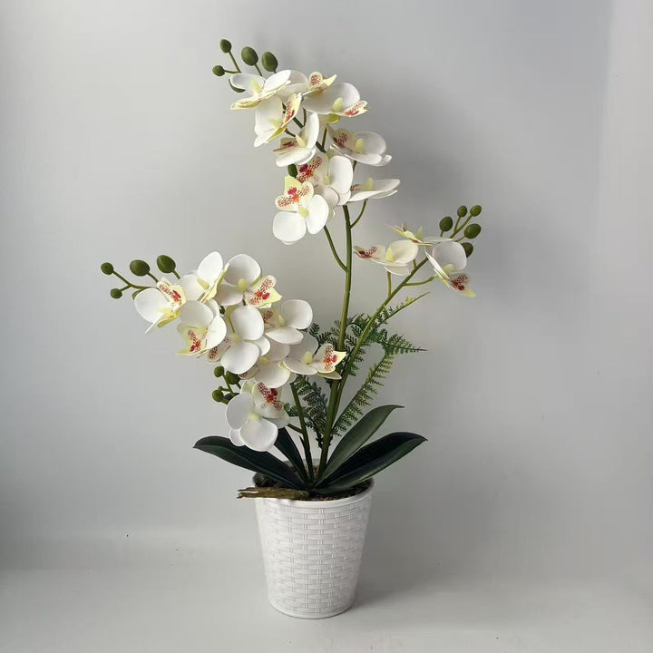 Elegant Decorative Orchid Plant Arrangement for Home Display