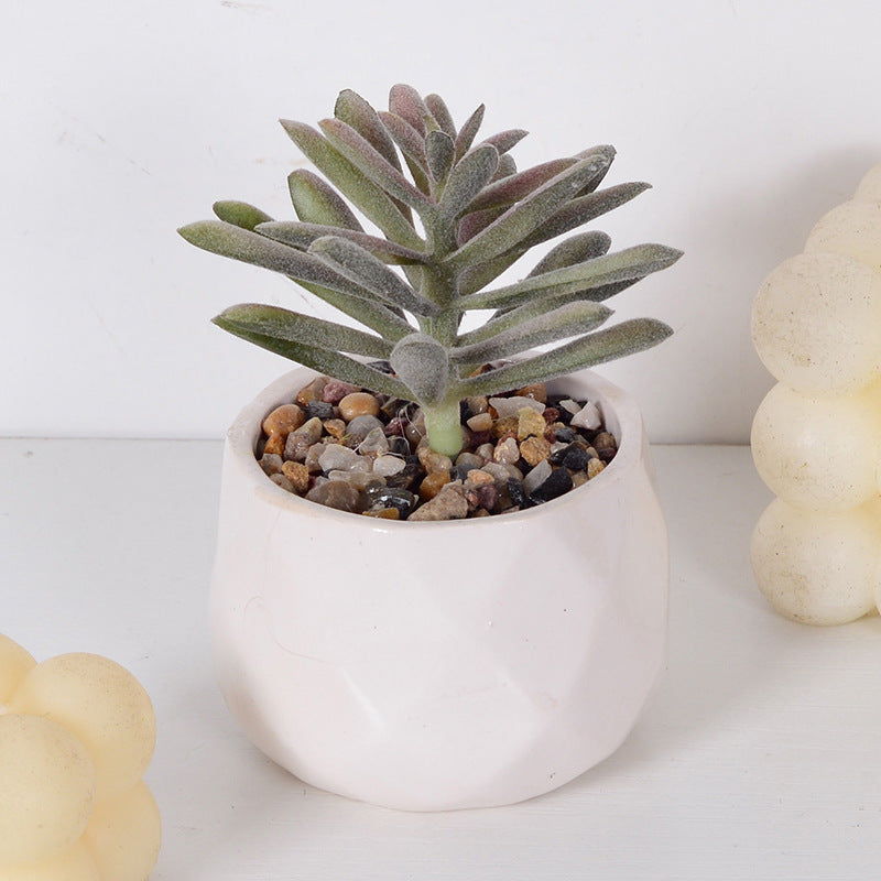 Decorative Succulent Plant Arrangement