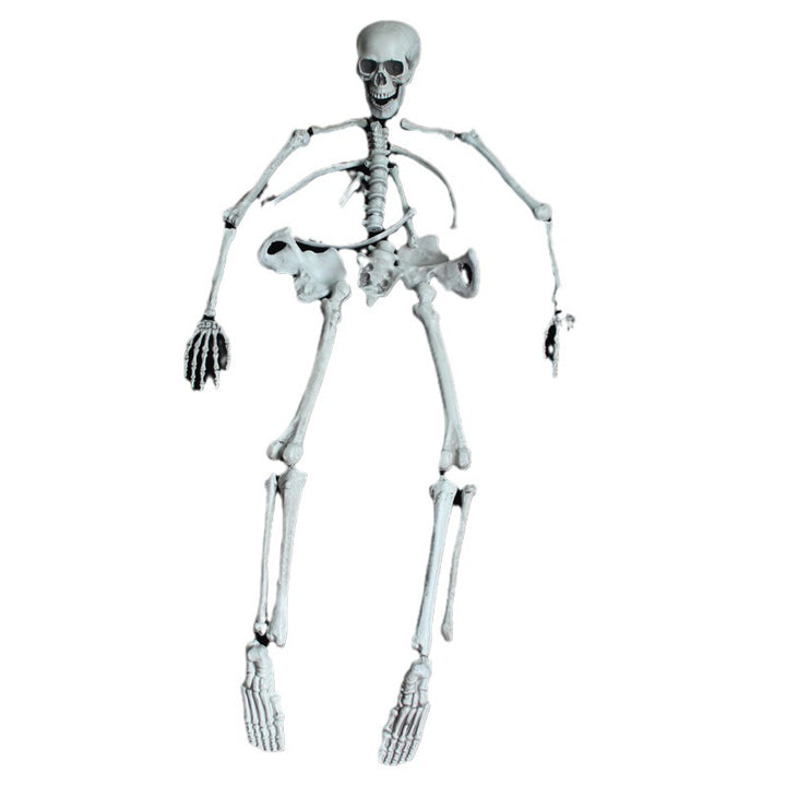 Anatomical Skeleton Model