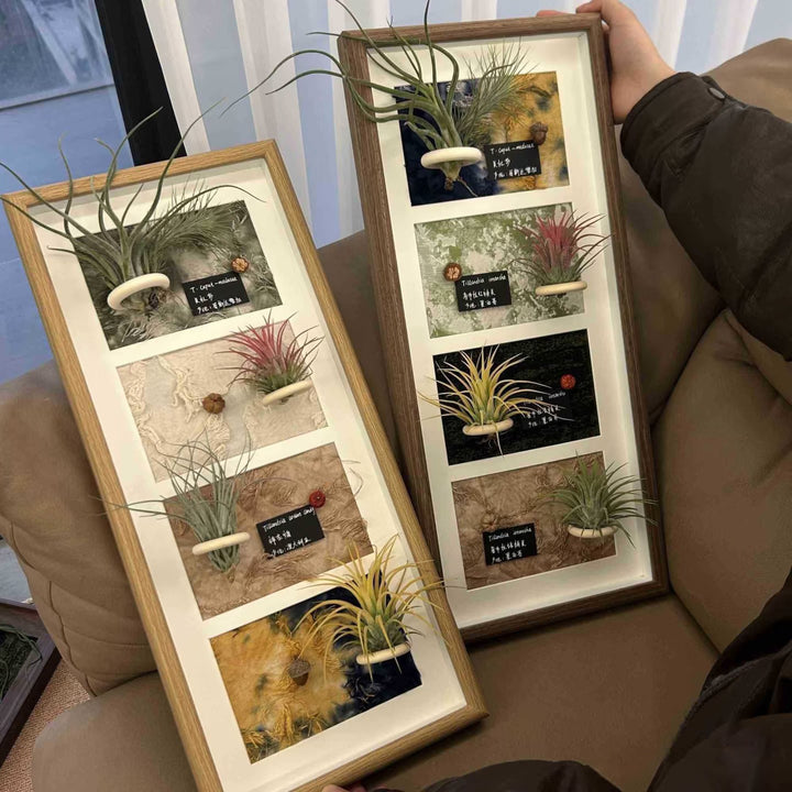 Decorative Wall-Mounted Plant Display Frame for Home