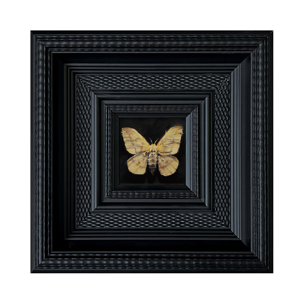 Insect Art Display in Frames