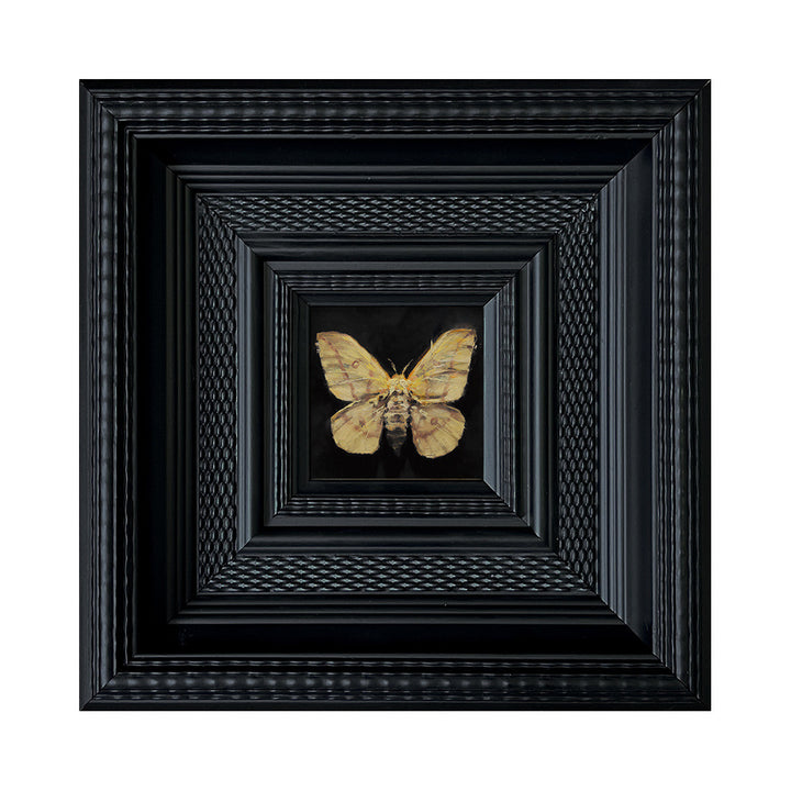 Insect Art Display in Frames