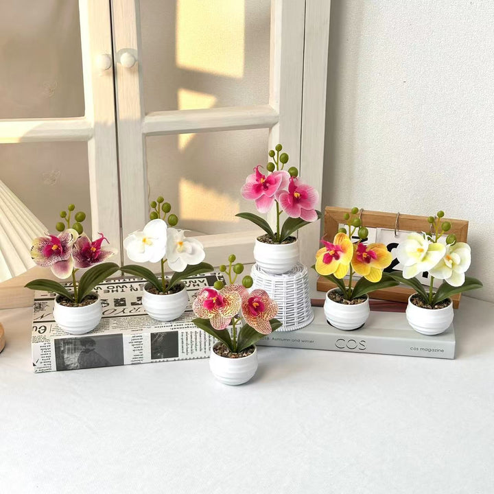 Decorative Orchid Planter