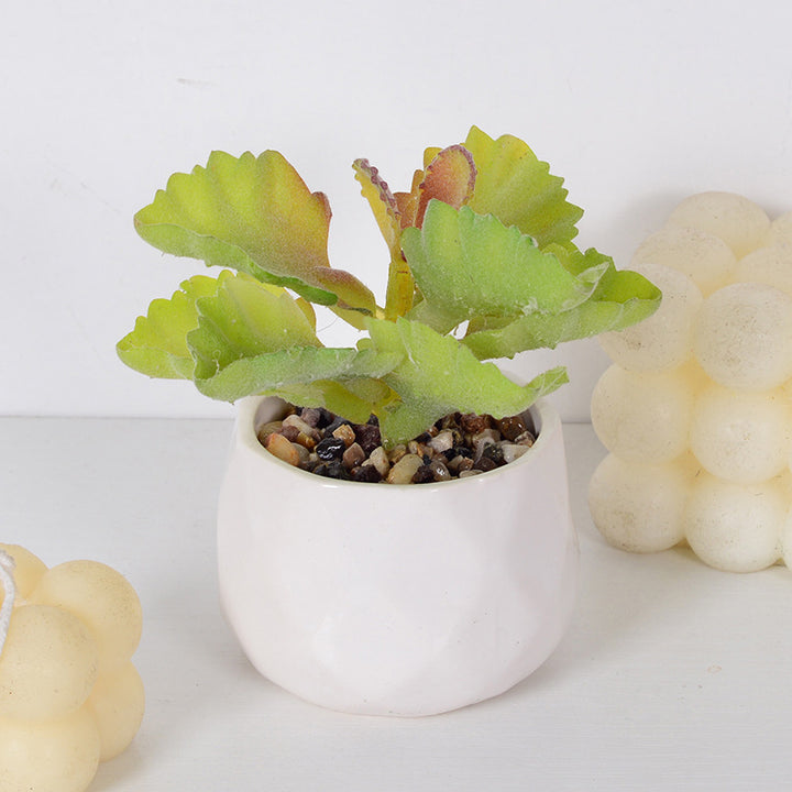 Decorative Succulent Plant Arrangement