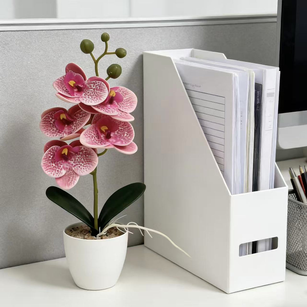Elegant Decorative Orchid Plant for Indoor Home Decor