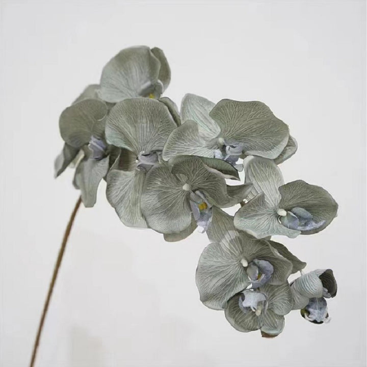 Elegant Orchid Stem
