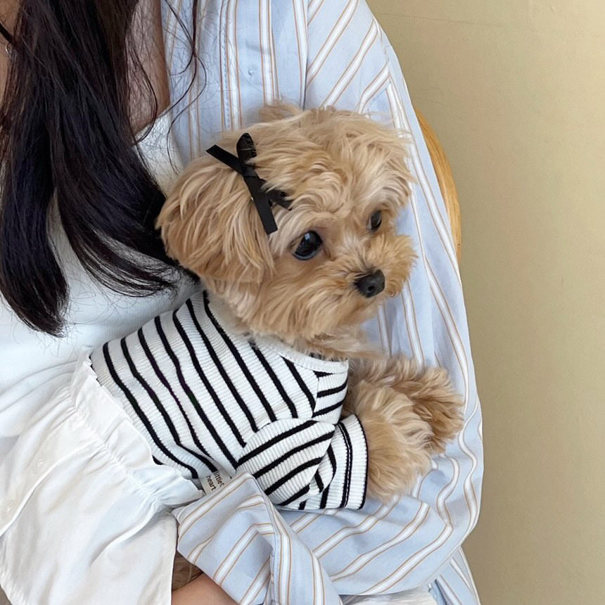 Small Dog Striped Cotton-Blend Knit Sweater with Peter Pan Collar
