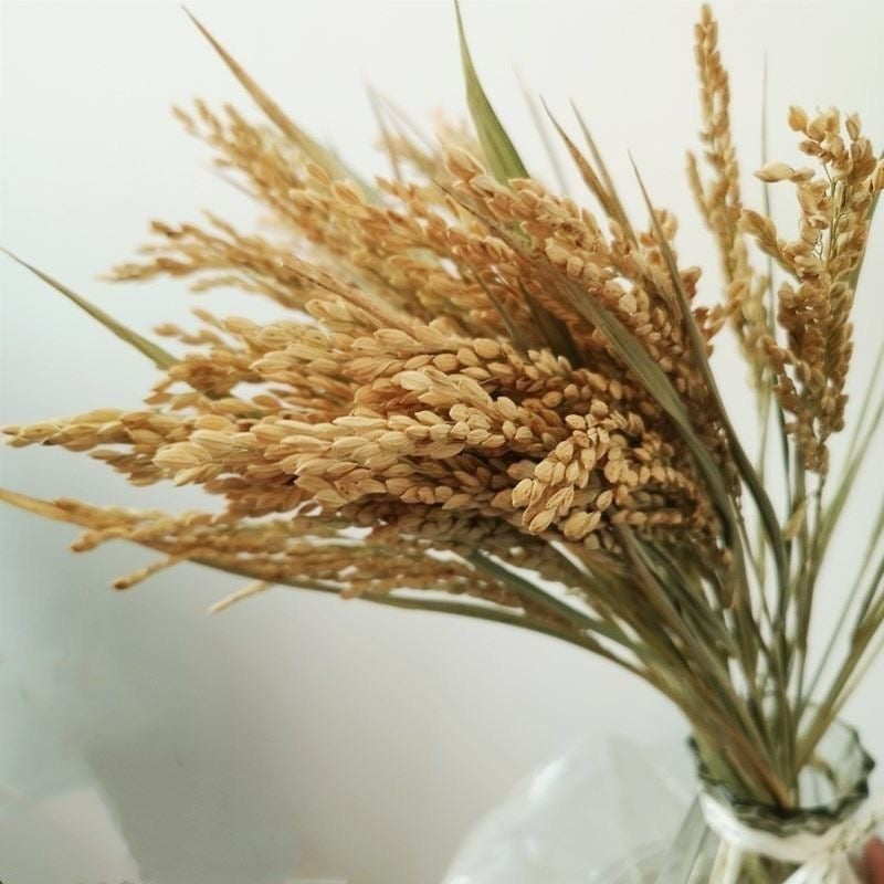 Decorative Dried Grain Arrangement