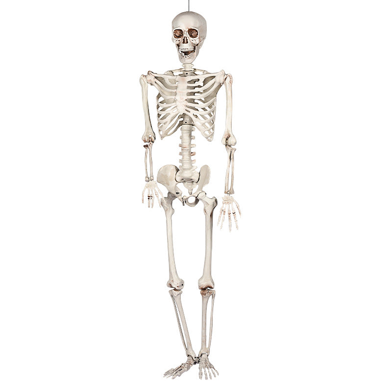 Realistic Life-Size Human Skeleton Decoration Kalsten