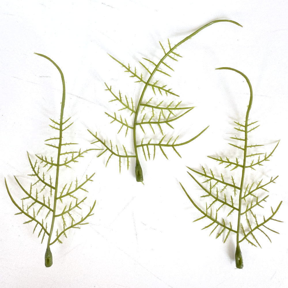 Realistic Fern Stem