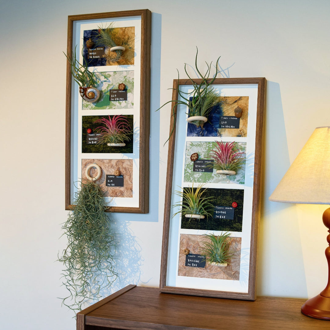 Wall Mounted Air Plant Frame for Home Decor