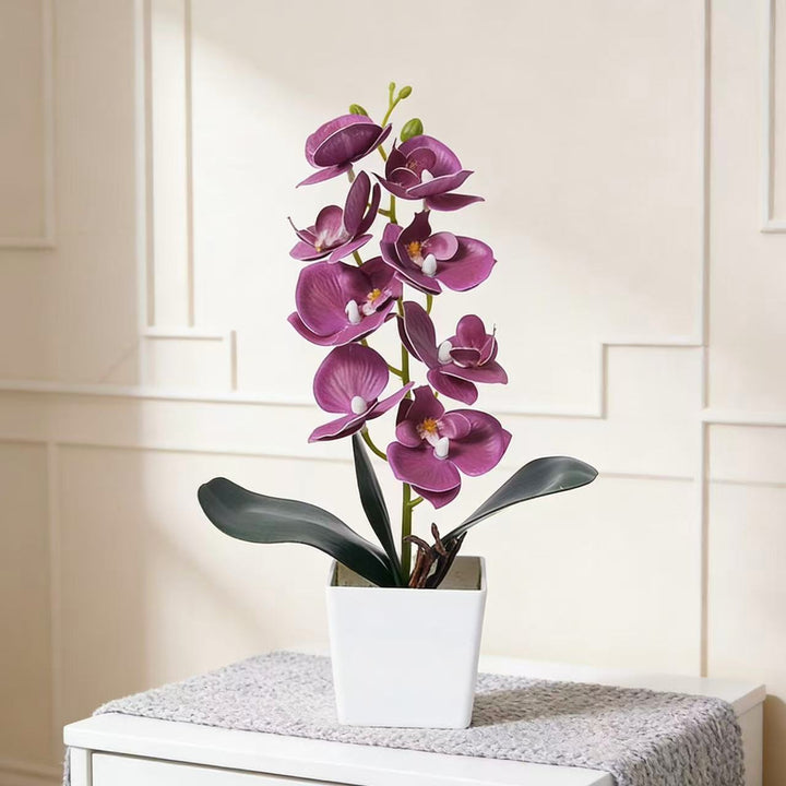 Elegant Orchid Plant Decoration
