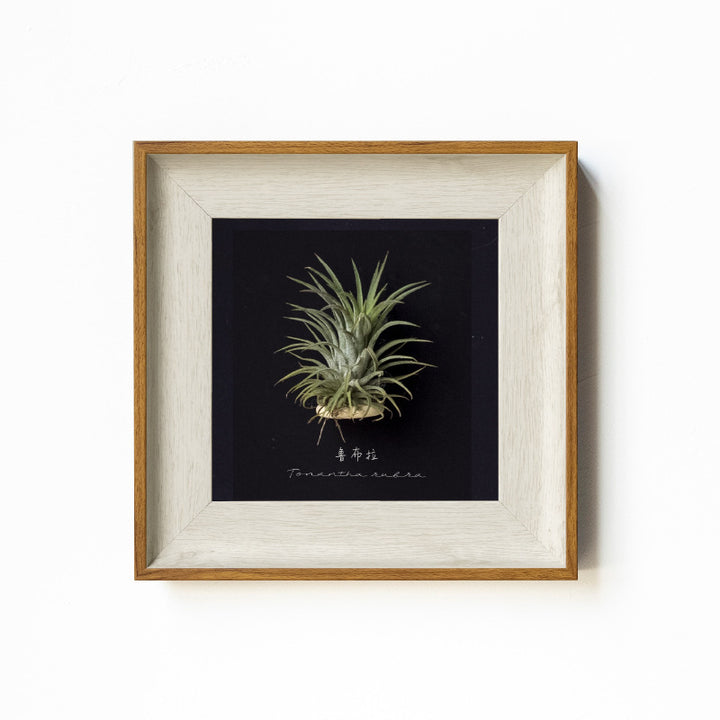 Artistic Botanical Art Frame for Home Decor