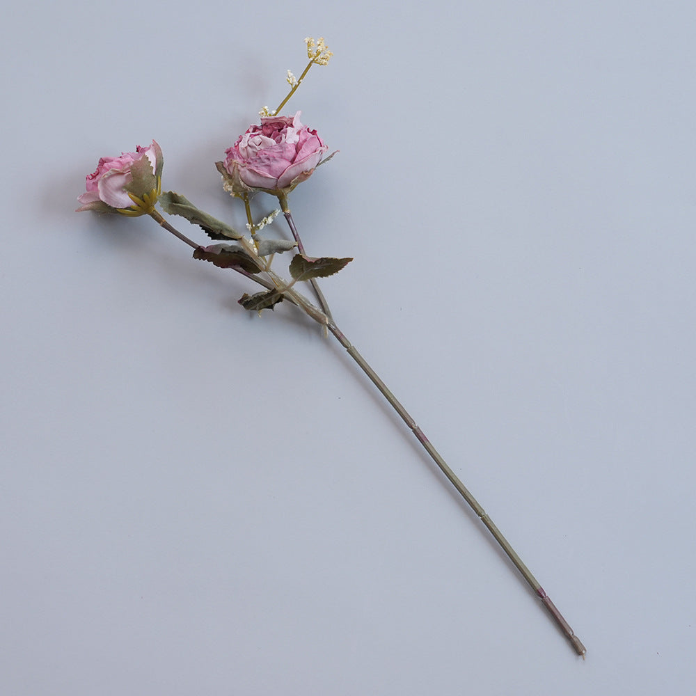 Elegant Dried Botanical Stem