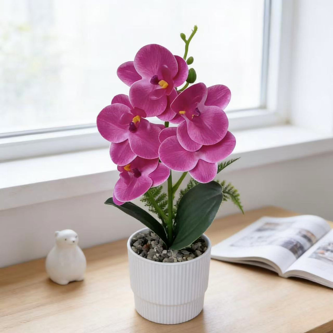 Exotic Orchid Plant Arrangement