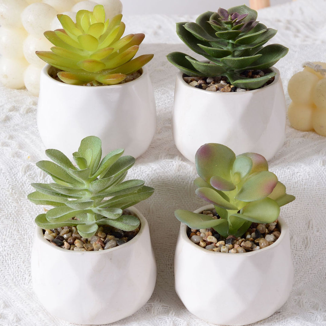 Decorative Succulent Plant Arrangement